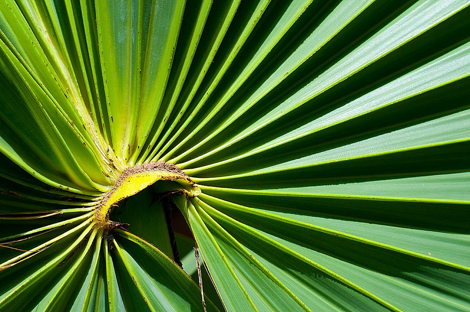 Barguna - liśc palmy Borassus (Bangladesz 2010 - część 1/2)